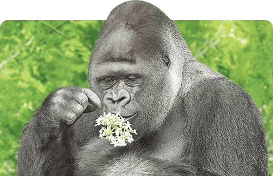 SAVE THE GREAT APESカード